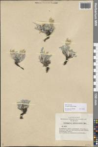 Astragalus dilutus Bunge, Siberia, Altai & Sayany Mountains (S2) (Russia)