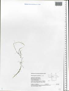 Potamogeton pusillus L., Eastern Europe, Central region (E4) (Russia)