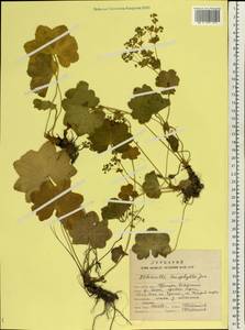 Alchemilla leiophylla Juz., Eastern Europe, Northern region (E1) (Russia)