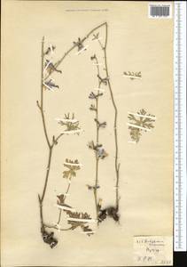 Delphinium turkmenum Lipsky, Middle Asia, Kopet Dag, Badkhyz, Small & Great Balkhan (M1) (Turkmenistan)