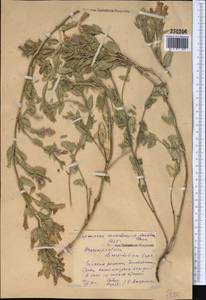 Dracocephalum diversifolium Rupr., Middle Asia, Northern & Central Tian Shan (M4) (Kyrgyzstan)