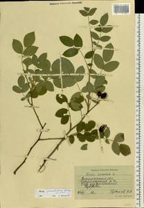 Rosa canina L., Eastern Europe, Central forest-and-steppe region (E6) (Russia)