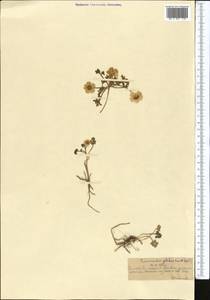 Ranunculus karelinii Czerep., Middle Asia, Northern & Central Tian Shan (M4) (Kazakhstan)