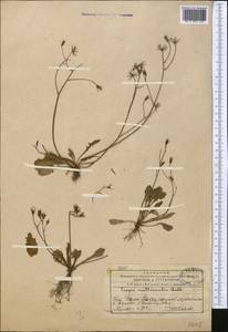 Crepis multicaulis Ledeb., Middle Asia, Western Tian Shan & Karatau (M3) (Kazakhstan)