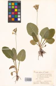 Primula elatior (L.) L., Western Europe (EUR) (Germany)