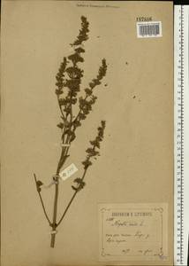 Nepeta nuda subsp. nuda, Eastern Europe, Central forest-and-steppe region (E6) (Russia)