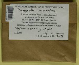 Aquilonium adscendens (Lindb.) Hedenäs, Schlesak & D. Quandt, Bryophytes, Bryophytes - Russian Far East (excl. Chukotka & Kamchatka) (B20) (Russia)