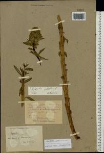 Euphorbia palustris L., Middle Asia, Caspian Ustyurt & Northern Aralia (M8) (Kazakhstan)
