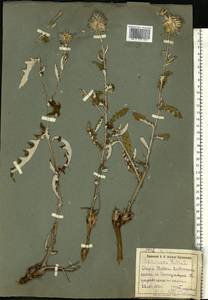 Echinops ritro subsp. ruthenicus (M. Bieb.) Nyman, Eastern Europe, South Ukrainian region (E12) (Ukraine)