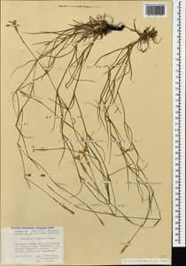 Dianthus fragrans Bieb., Caucasus, Abkhazia (K4a) (Abkhazia)