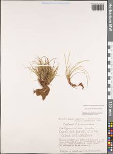 Carex pediformis C.A.Mey., Siberia, Yakutia (S5) (Russia)