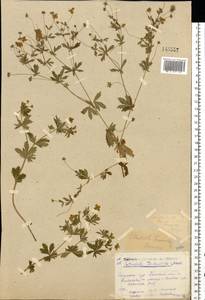 Potentilla erecta (L.) Raeusch., Eastern Europe, North-Western region (E2) (Russia)