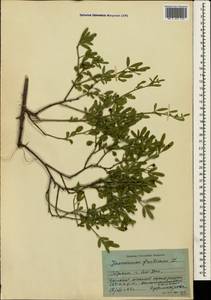 Chrysojasminum fruticans (L.) Banfi, Crimea (KRYM) (Russia)