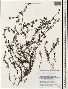 Galium humifusum M.Bieb., Caucasus, Krasnodar Krai & Adygea (K1a) (Russia)