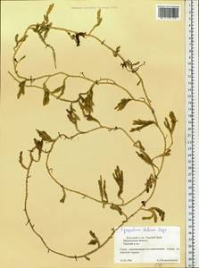 Spinulum annotinum subsp. alpestre (Hartm.) Uotila, Eastern Europe, Northern region (E1) (Russia)