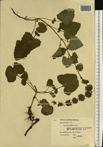 Salvia verticillata L., Eastern Europe, Moscow region (E4a) (Russia)