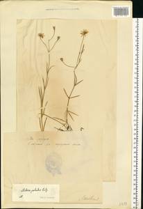 Stellaria palustris (Murray ex Ehrh.) Hoffm., Eastern Europe, Estonia (E2c) (Estonia)