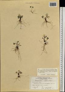 Ranunculus propinquus subsp. propinquus, Siberia, Central Siberia (S3) (Russia)