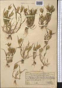 Eremopyrum bonaepartis (Spreng.) Nevski, Middle Asia, Muyunkumy, Balkhash & Betpak-Dala (M9) (Kazakhstan)