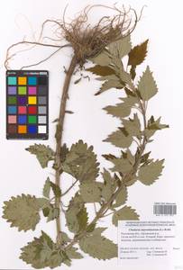 Chaiturus marrubiastrum (L.) Ehrh. ex Rchb., Eastern Europe, Rostov Oblast (E12a) (Russia)