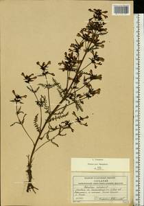 Pedicularis palustris L., Eastern Europe, Moscow region (E4a) (Russia)