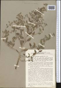 Heliotropium arguzioides Karelin & Kirilov, Middle Asia, Karakum (M6) (Turkmenistan)