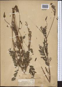Onobrychis arenaria subsp. sibirica (Širj.) P.W.Ball, Middle Asia, Dzungarian Alatau & Tarbagatai (M5) (Kazakhstan)