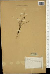 Carex pulicaris L., Western Europe (EUR) (Not classified)