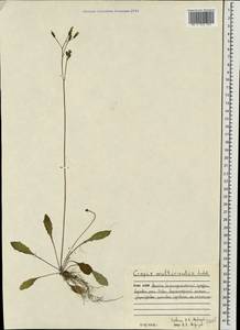 Crepis multicaulis Ledeb., Eastern Europe, Northern region (E1) (Russia)