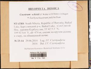 Cnestrum schisti (F. Weber & D. Mohr) I. Hagen, Bryophytes, Bryophytes - Baikal & Transbaikal regions (B18) (Russia)