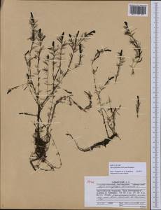 Myriophyllum sibiricum Kom., Siberia, Central Siberia (S3) (Russia)