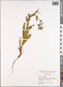 Lycopsis arvensis subsp. orientalis (L.) Kuzn., Eastern Europe, Middle Volga region (E8) (Russia)