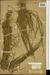 Aegilops cylindrica Host, Caucasus, Krasnodar Krai & Adygea (K1a) (Russia)