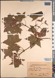 Acer pictum subsp. mono (Maxim.) H. Ohashi, Siberia, Russian Far East (S6) (Russia)