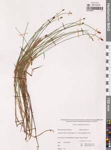 Carex chordorrhiza L.f., Siberia, Chukotka & Kamchatka (S7) (Russia)