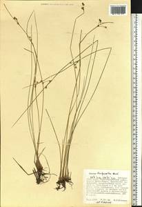 Juncus brachyspathus Maxim., Siberia, Russian Far East (S6) (Russia)