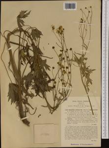 Ranunculus serbicus Vis., Western Europe (EUR) (Italy)