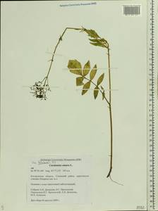 Valeriana wolgensis Kazak., Eastern Europe, Central forest region (E5) (Russia)