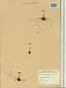 Saxifraga flagellaris subsp. setigera (Pursh) Tolm., Siberia, Central Siberia (S3) (Russia)