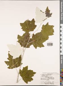 Populus alba L., Eastern Europe, Central region (E4) (Russia)