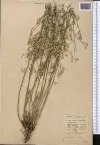 Centaurea virgata subsp. squarrosa (Willd.) Gugler, Middle Asia, Western Tian Shan & Karatau (M3) (Kyrgyzstan)