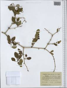 Ziziphus spina-christi (L.) Desf., Africa (AFR) (Ethiopia)