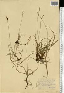 Carex caryophyllea Latourr., Eastern Europe, Central forest-and-steppe region (E6) (Russia)