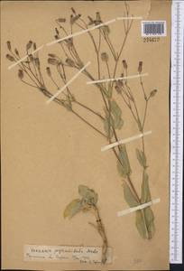 Gypsophila vaccaria (L.) Sm., Middle Asia, Syr-Darian deserts & Kyzylkum (M7)