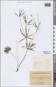 Ranunculus auricomus L., Eastern Europe, Moscow region (E4a) (Russia)