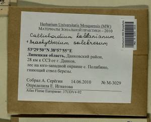 Callicladium haldaneanum (Grev.) H.A. Crum, Bryophytes, Bryophytes - Central forest-and-steppe region (B10) (Russia)