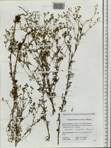 Chamaerhodos erecta (L.) Bunge, Siberia, Baikal & Transbaikal region (S4) (Russia)