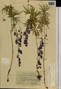 Aconitum ambiguum Rchb., Siberia, Western Siberia (S1) (Russia)