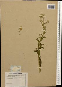 Erysimum aureum M.Bieb., Caucasus (no precise locality) (K0)