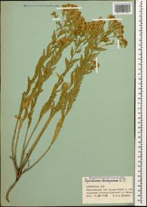 Lepidium chalepense L., Caucasus, Armenia (K5) (Armenia)